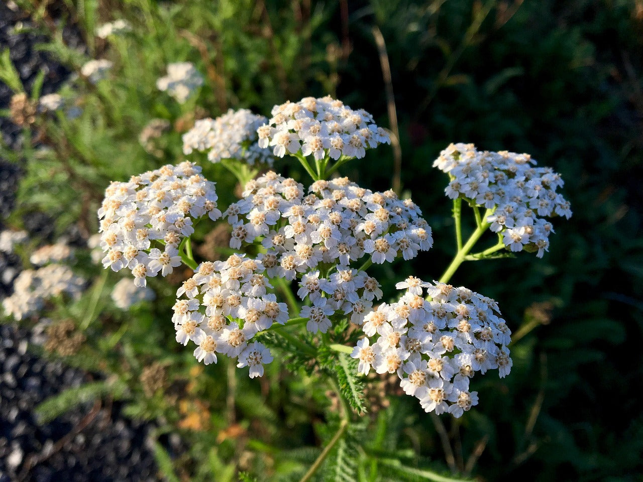 Yarrow (Achillea millefolium) 100 gr.