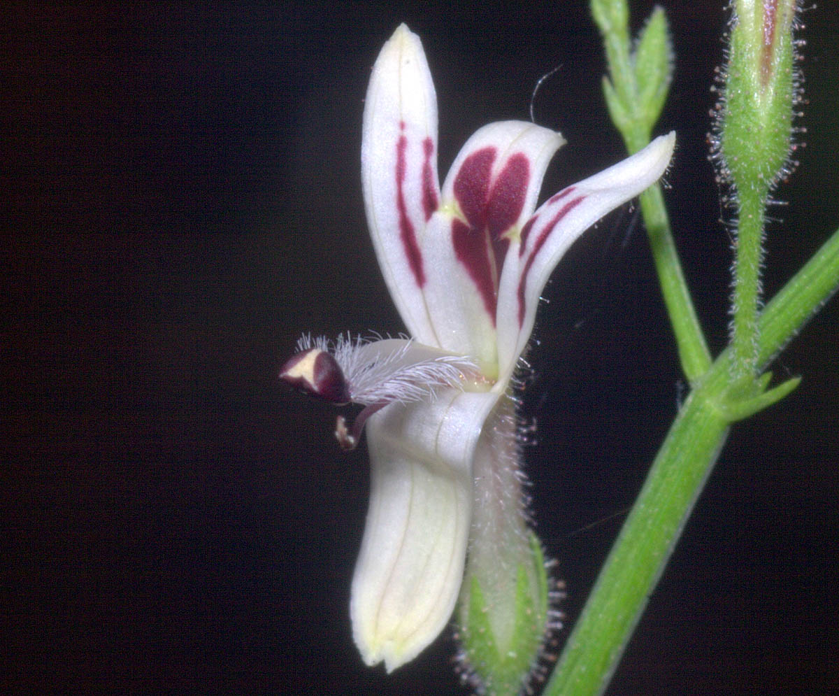 Andrographis - POUDRE - (Andrographis paniculata) 50gr.