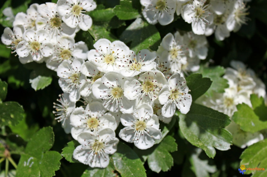 Hawthorn - Flowers & Leaves (Craetagus laevigata) 50 gr.