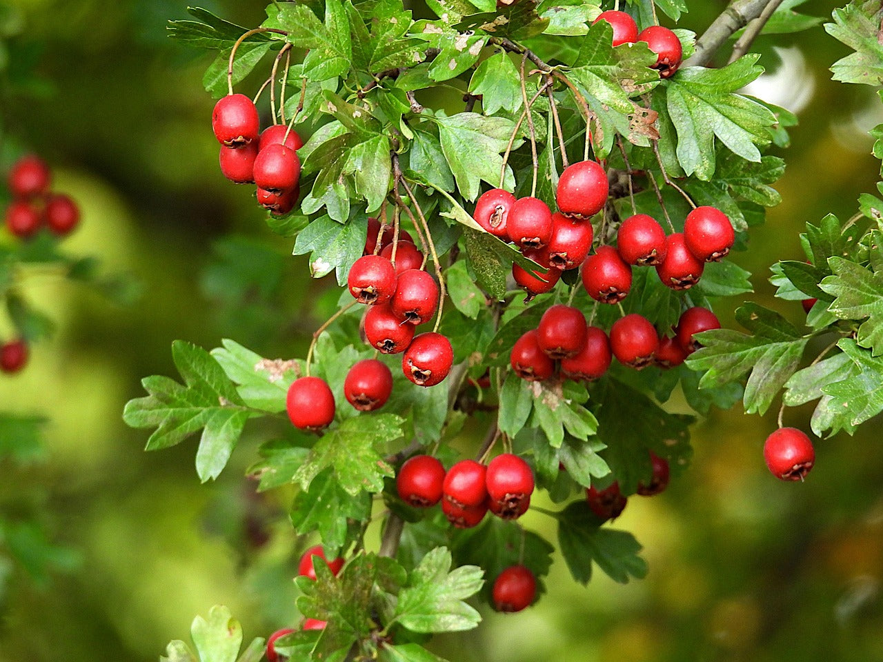 Hawthorn - Berries (Craetagus laevigata) 50 gr.