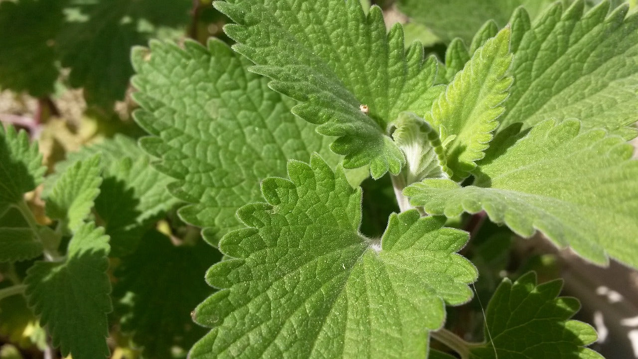 Catnip (Nepeta cataria) 50 gr