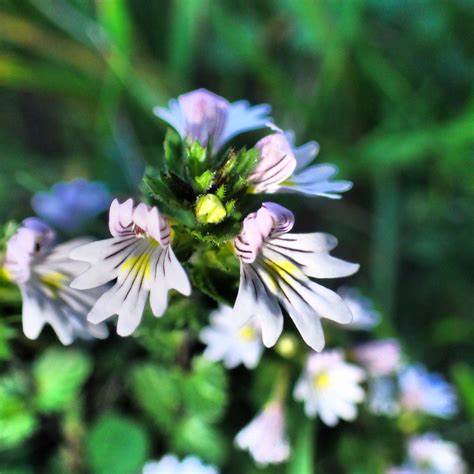 Eyebright tincture (Euphrasia officinalis) 50 ml.