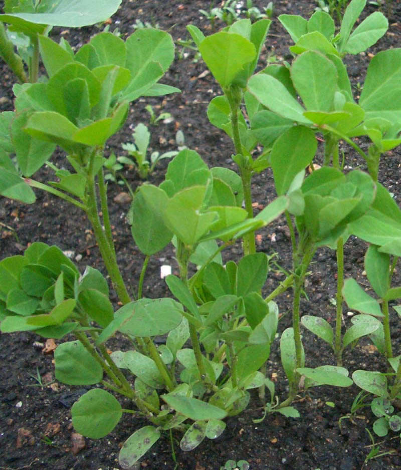 Fenugreek - seeds - (Trigonella foenum-graecum) 50 gr.