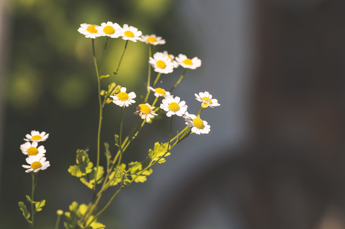 Grande Camomille (Tanacetum parthenium) 50gr.