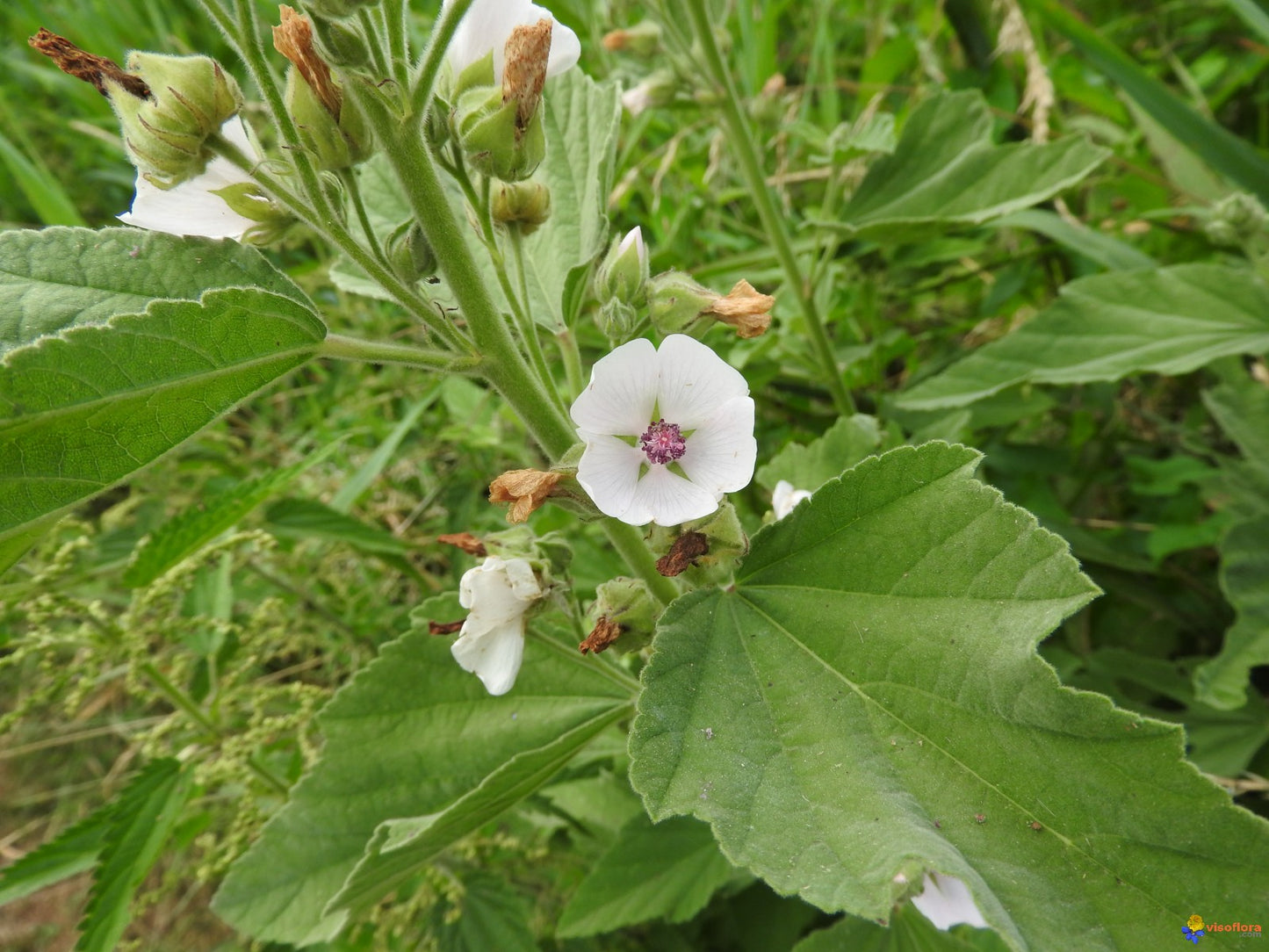 Guimauve - Racines - (Althaea officinalis) 50 gr.