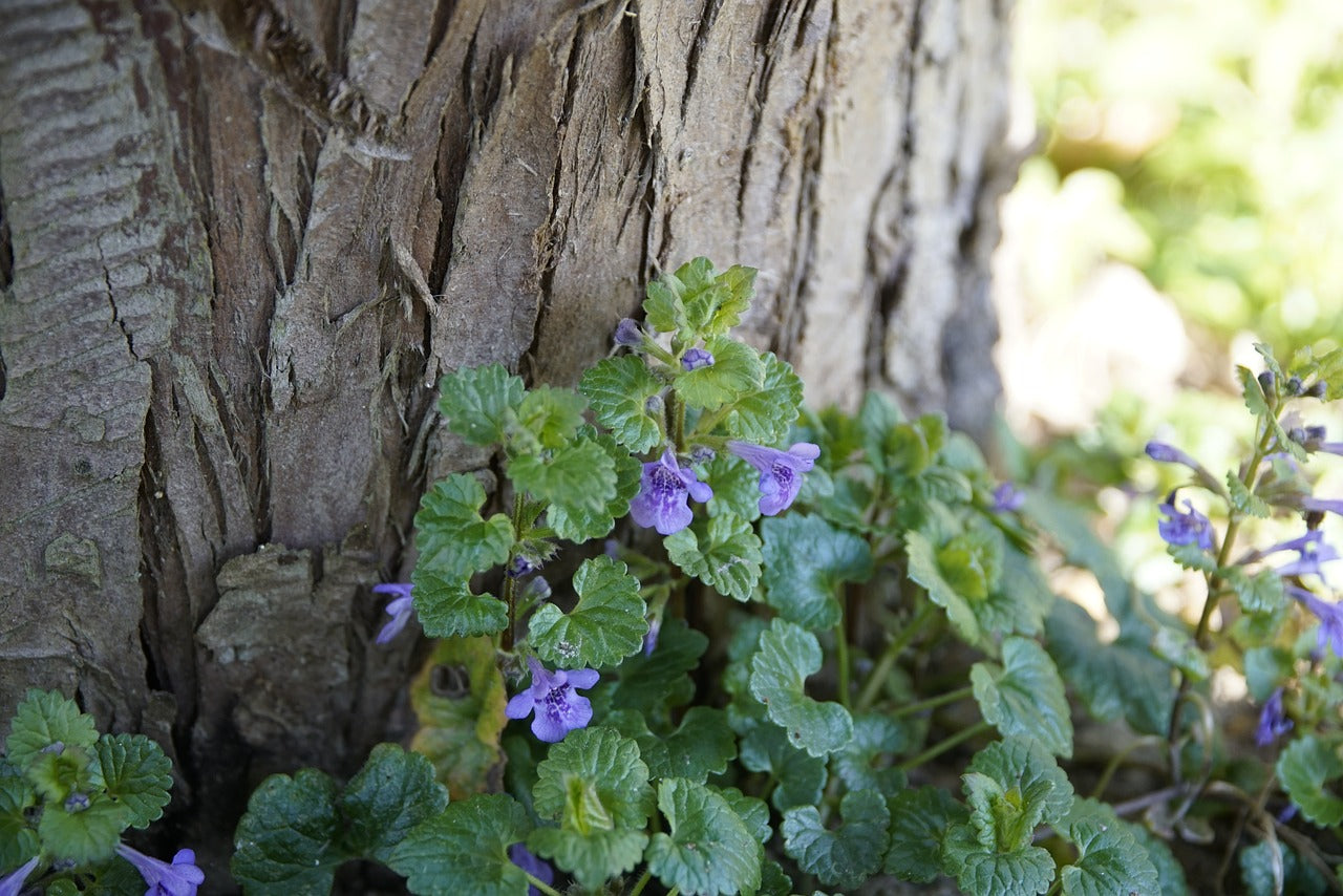 Ground Ivy (Glechoma hederacea) Tincture 50 ml.