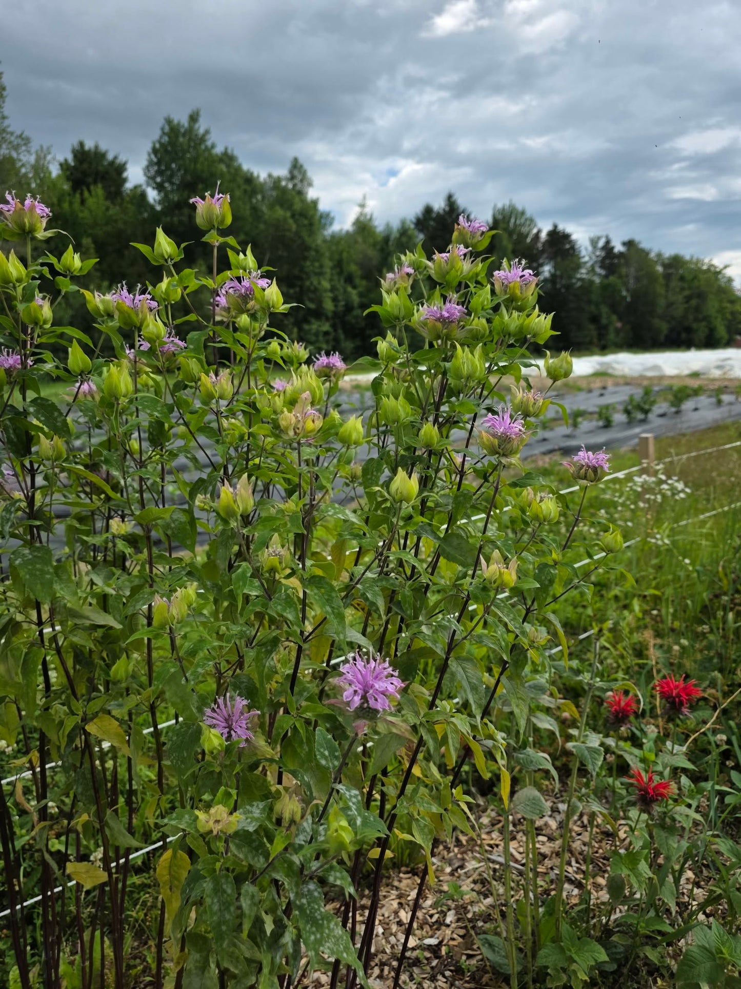Monarde fistuleuse (Monarda fistulosa)50 gr.