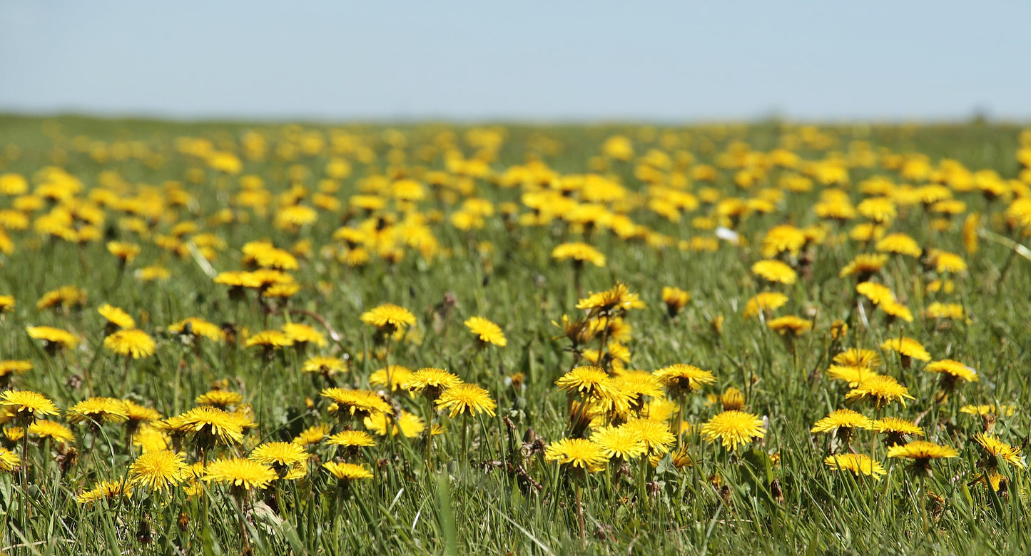 Vinegar Dandelion - roots - (Taraxacum officinalis) 50 ml.