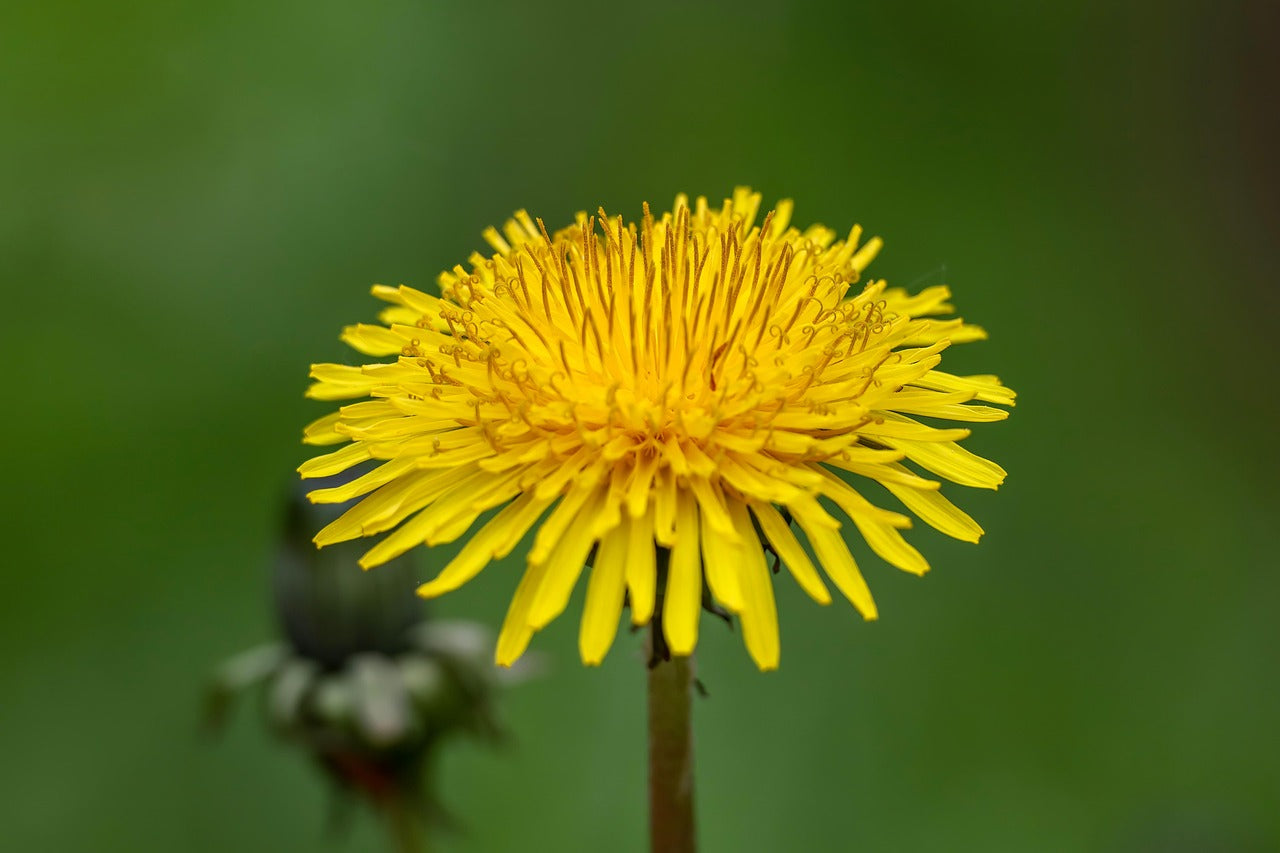 Dandelion root (Taraxacum officinalis), 50gr.