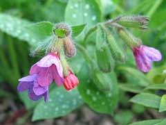 Lungwort Tincture (Pulmonaria officinalis) 50 ml.