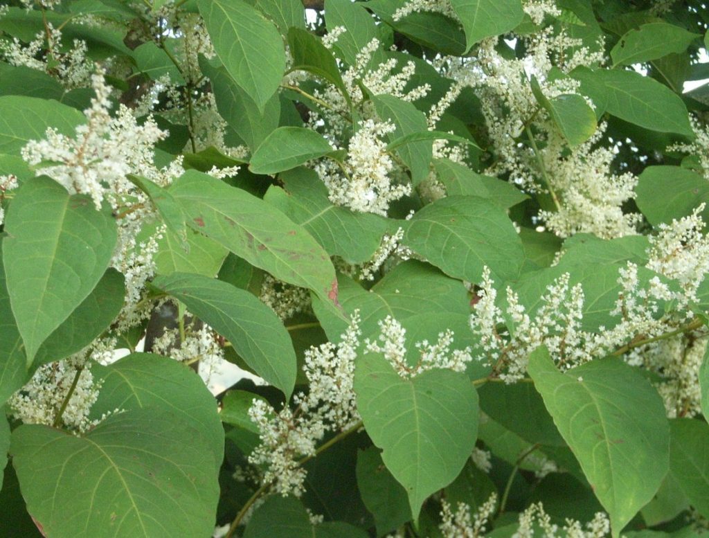 Japanese Knotweed Powder - Roots - Capsules +- 400 mg. (Polygonum cuspidatum)
