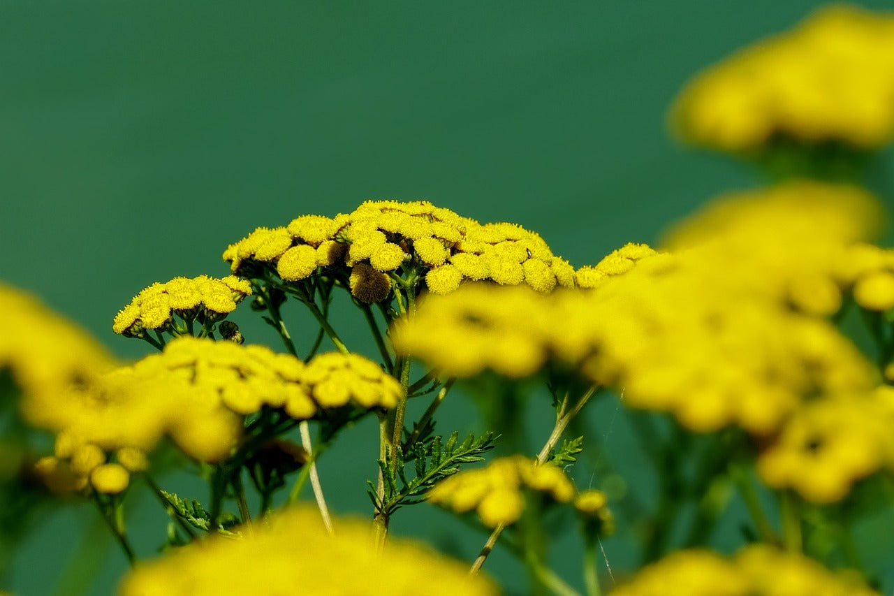 Tanaisie (Tanacetum vulgare) 25 gr.