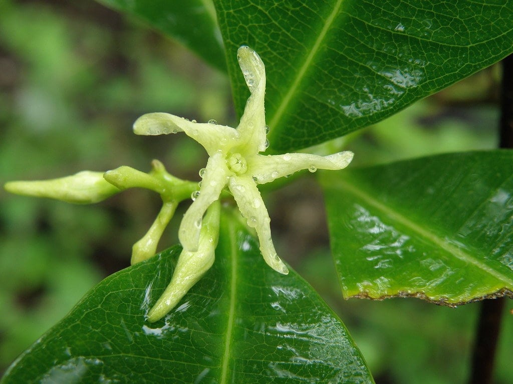 Vinegar Cryptolepis - roots - (Cryptolepis Sanguinolenta) 50 ml.