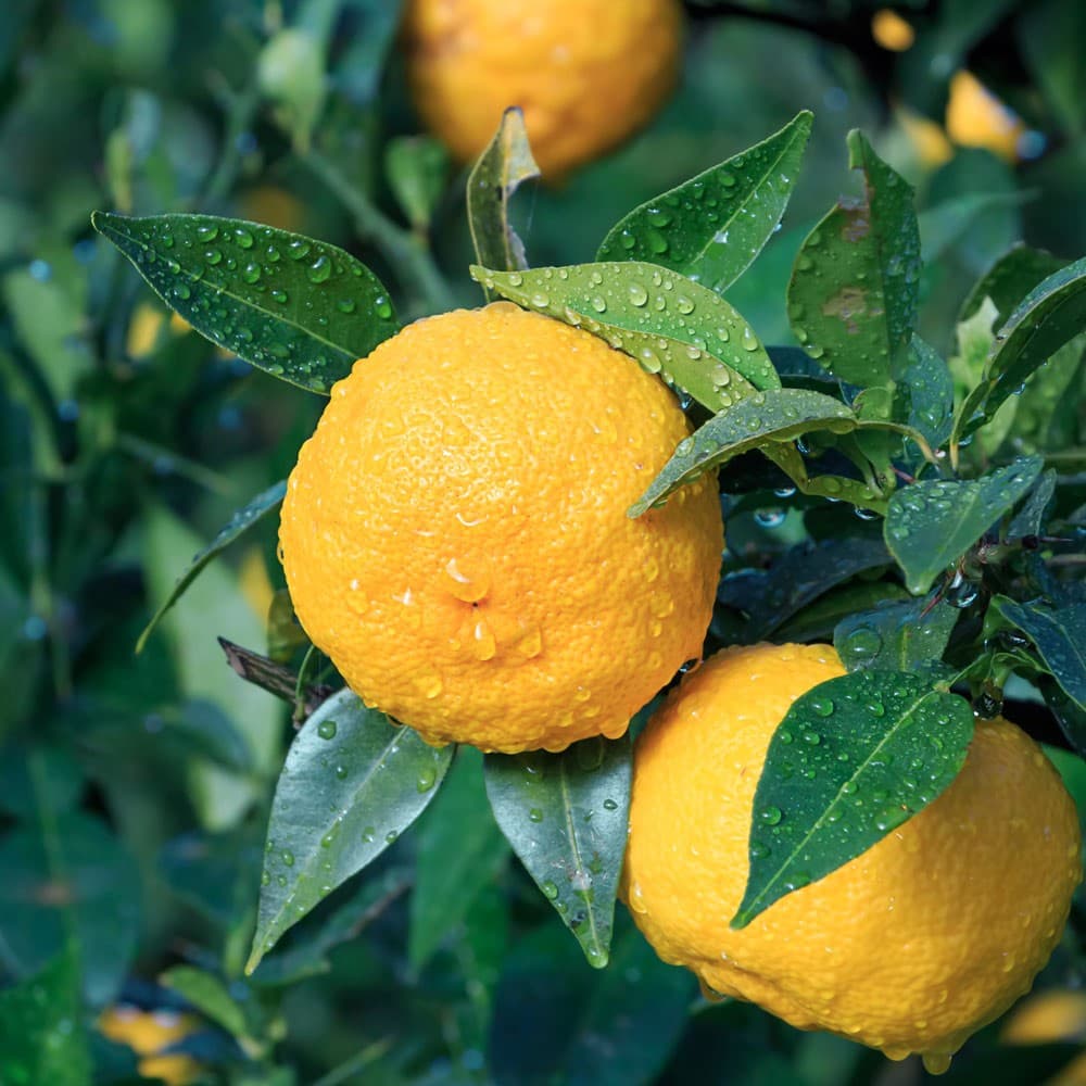 Chandelle Yuzu - 120 grammes