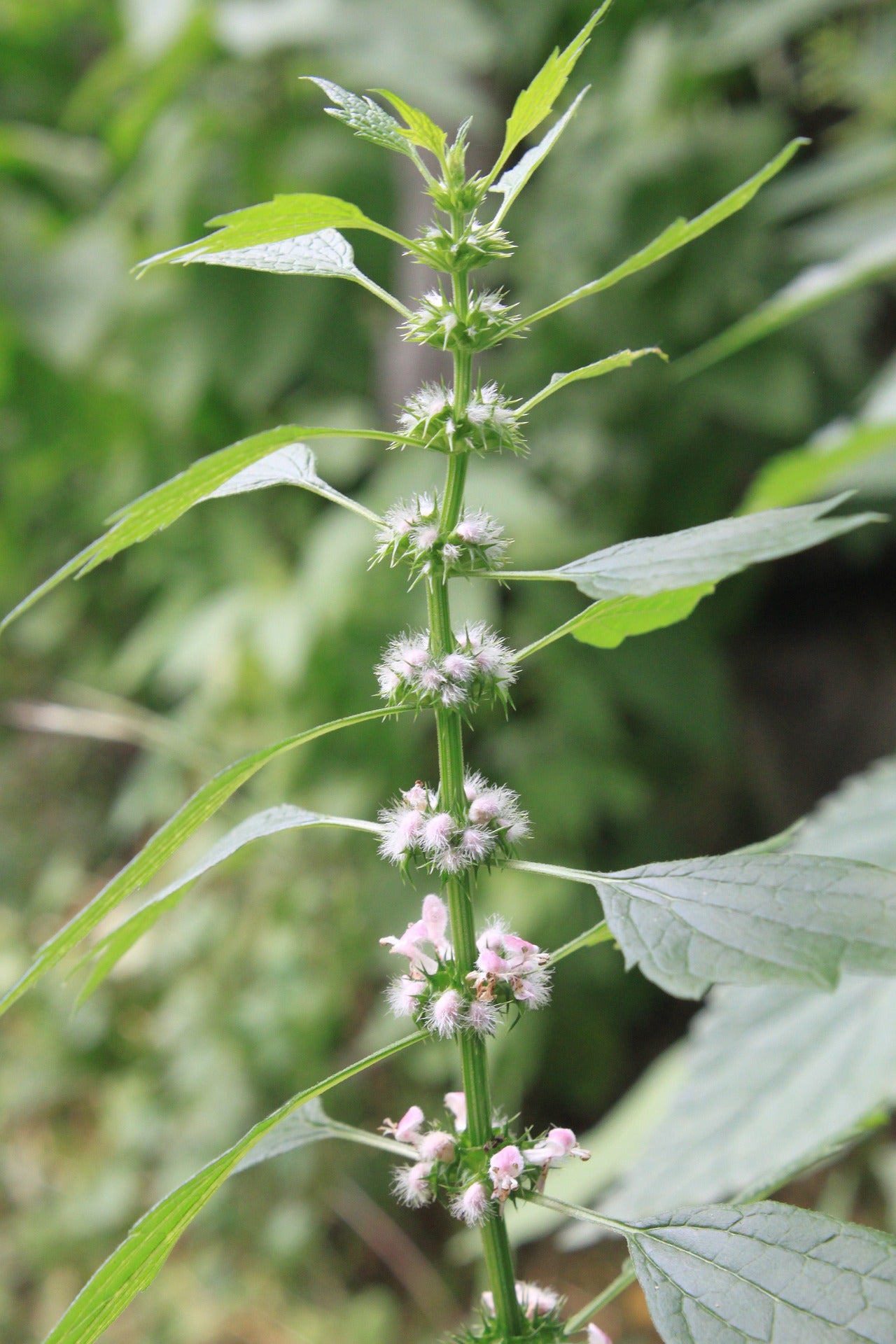Motherwort Tincture (Leonurus cardiaca) 50 ml.