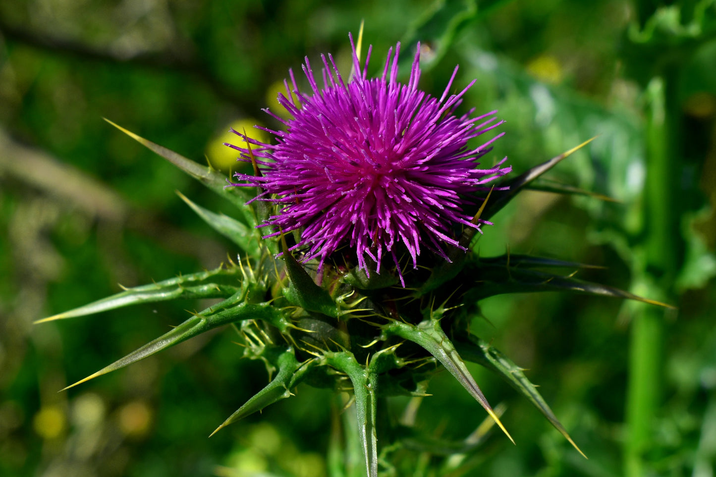 Milk Thistle Tincture (Silybum marianum) 50 ml.