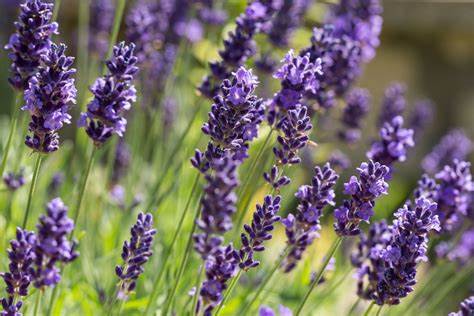 Lavender Tincture (Lavandula angustifolia) 50 ml.