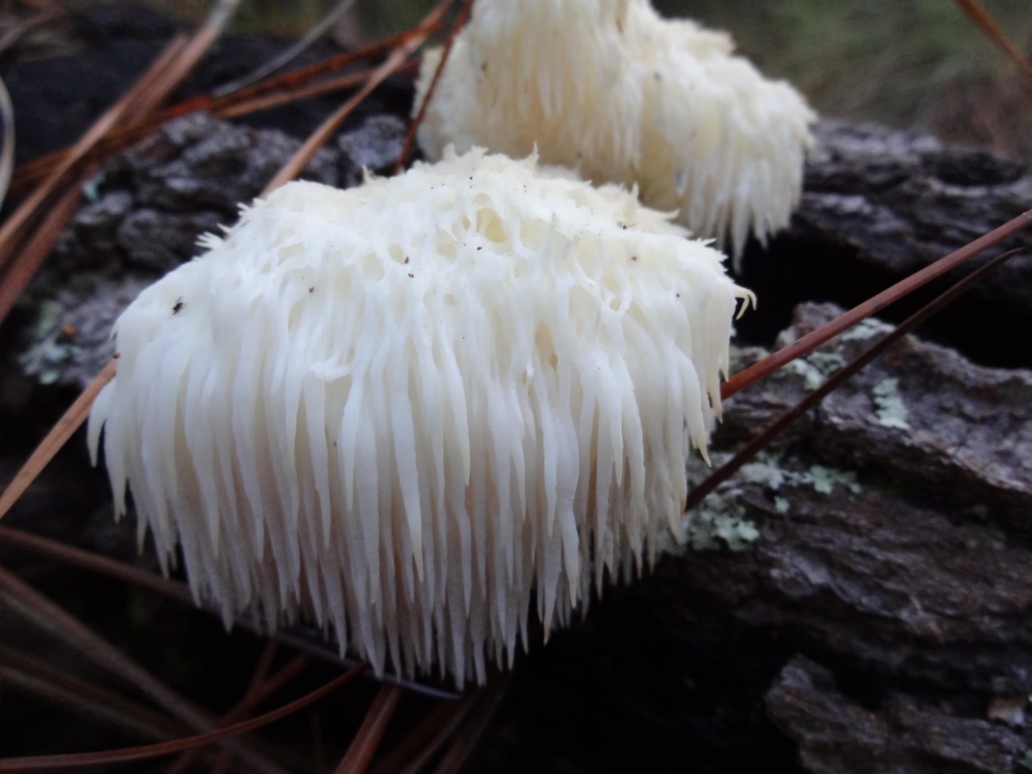 Teinture Lion's Mane ou Hydne herisson (Hericium erinaceus) 50 ml.
