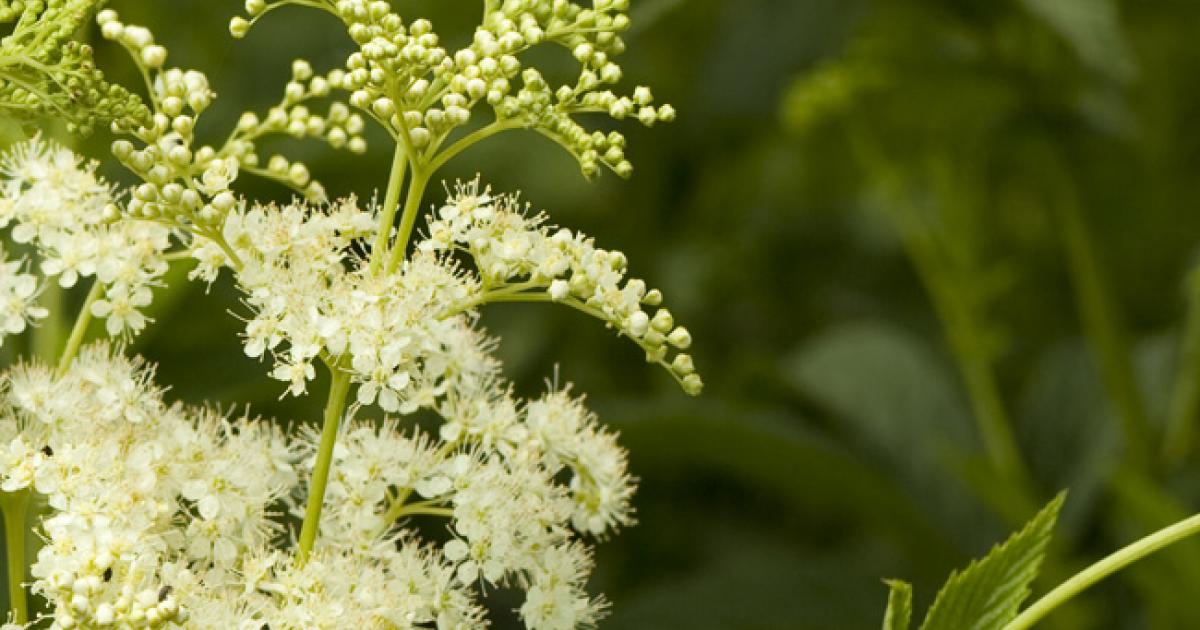 Teinture Reine des Prés (Filipendula ulmaria) 50 ml.