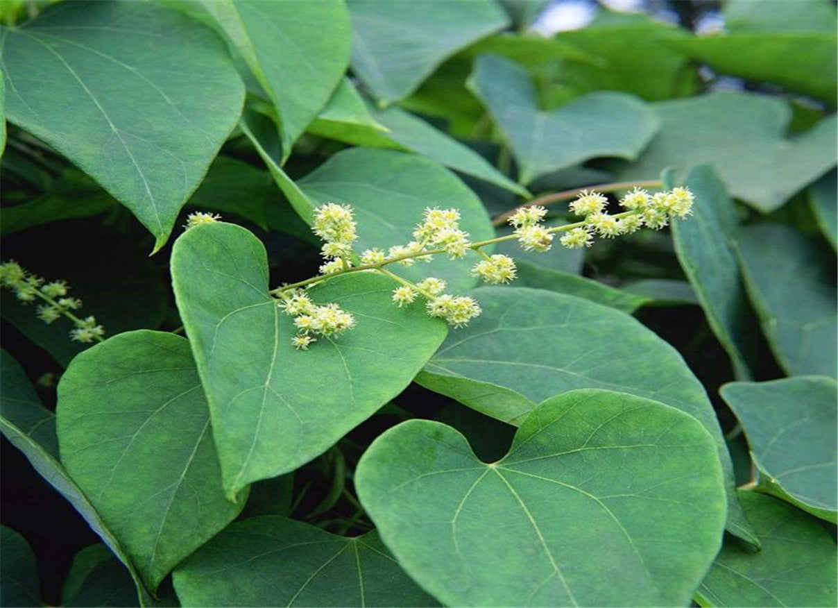 Stephania Tetrendra -Fang Ji- (Radix stephaniae tetrandrae) -roots- 50 gr.