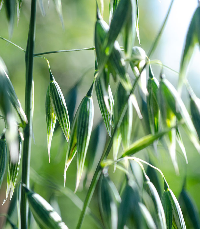 Flowering Green Oats (Avena sativa) 50 gr.
