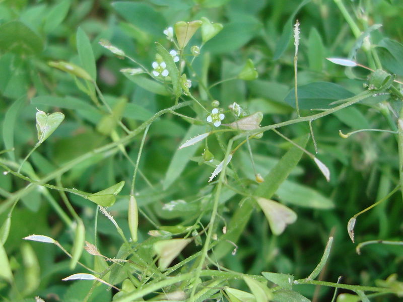 Shepherd's Purse Tincture (Capsella bursa-pastoris) 50 ml.