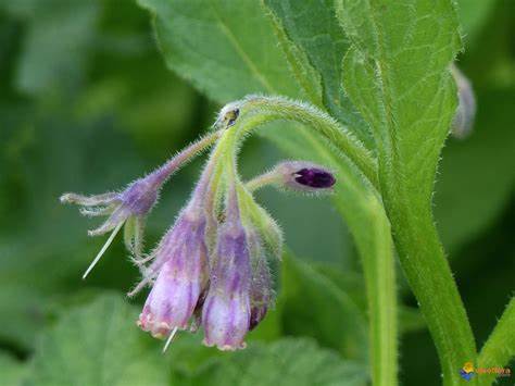 Comfrey ointment, 30 grams.
