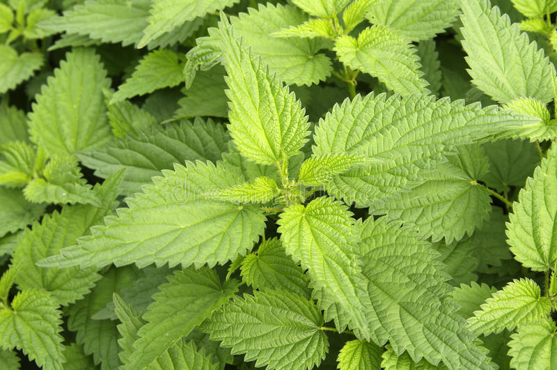 Nettle tincture (Urtica dioica) 50 ml.
