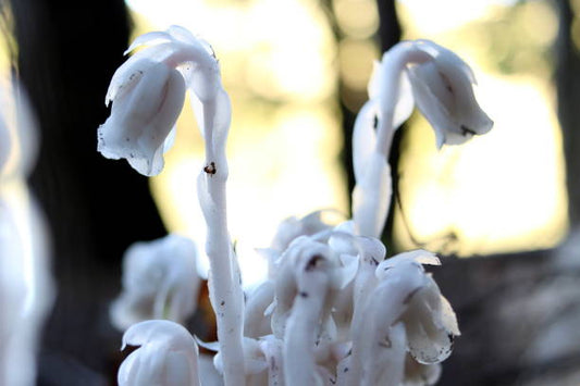 Monotropa uniflora, la plante fantôme, les grayanotoxines et les chocs émotifs.