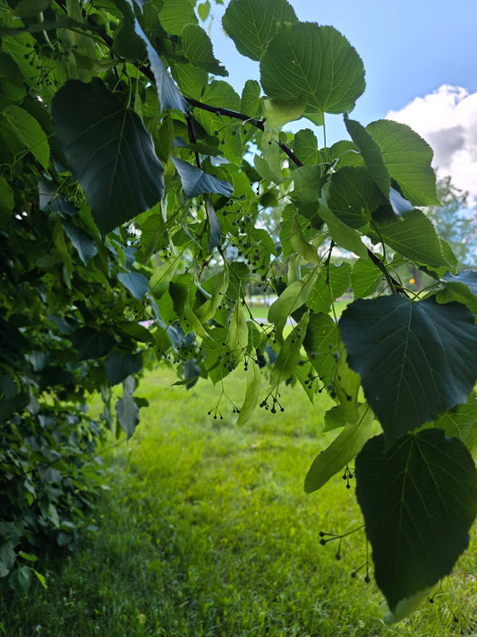 Le Tilleul, l'Arbre qui sait écouter