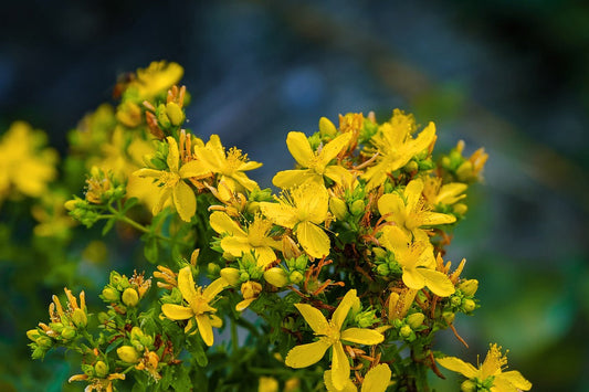 Millepertuis (Hypericum perforatum) Herbe aux mille trous – St. John's Wort