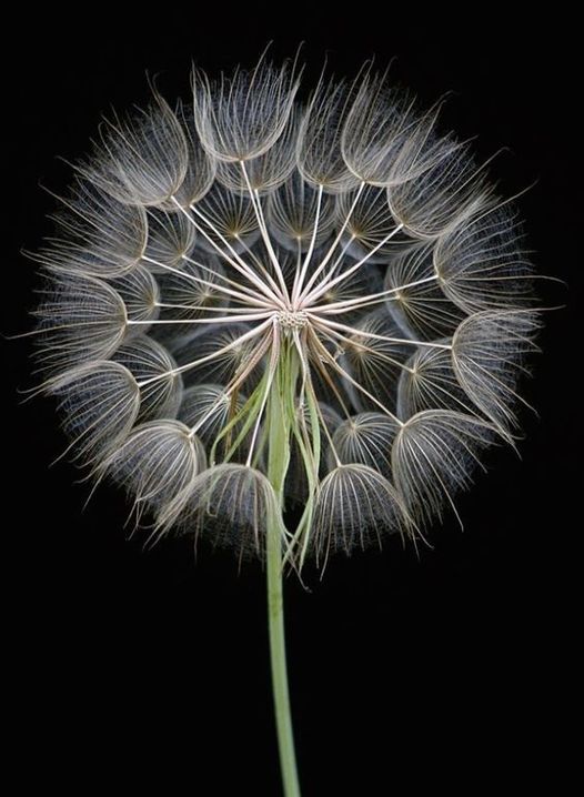 Concentré liquide Teinture & Teinture mères