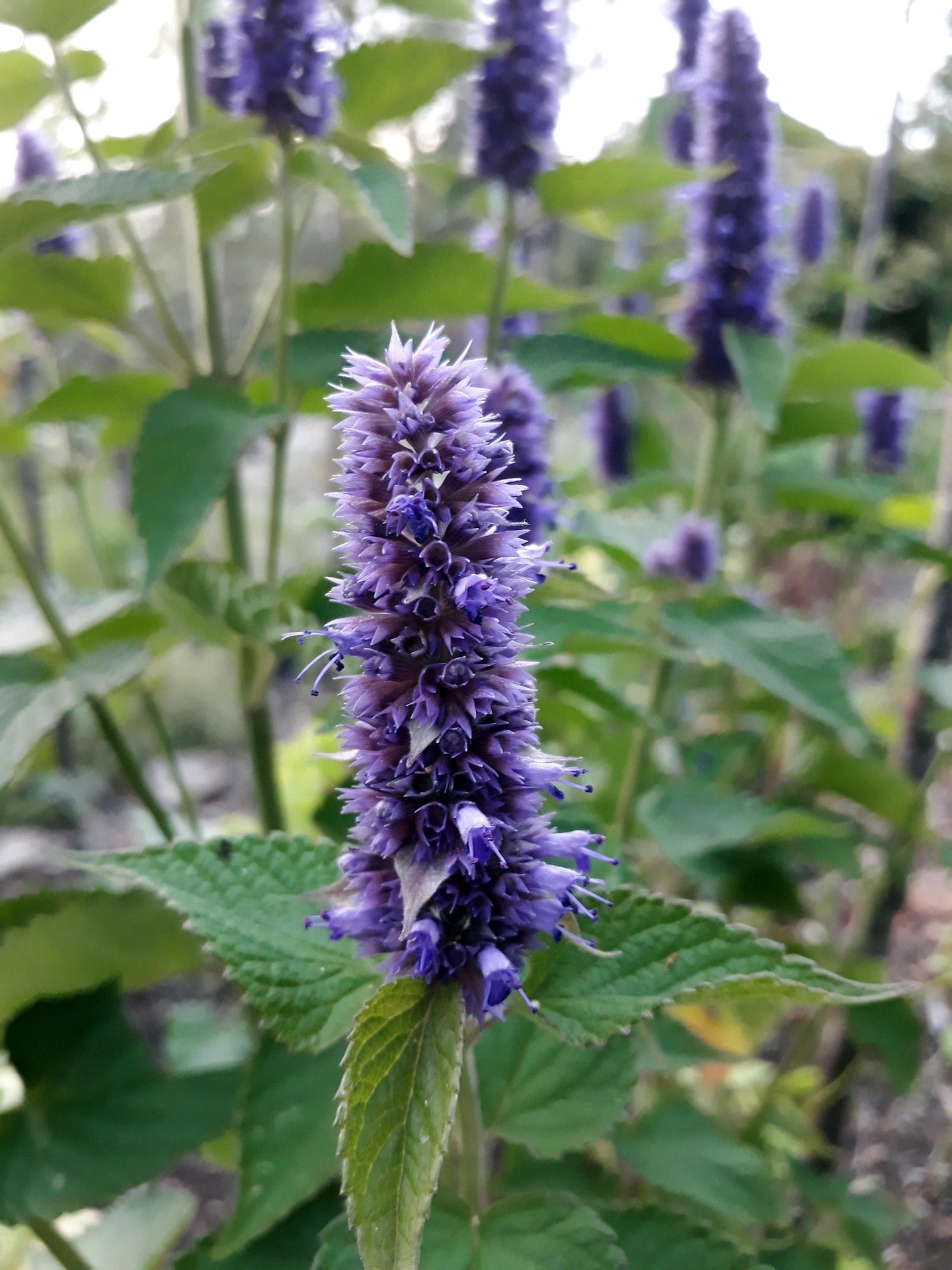 Agastache Fenouil (Agastache foeniculum) 50 gr.