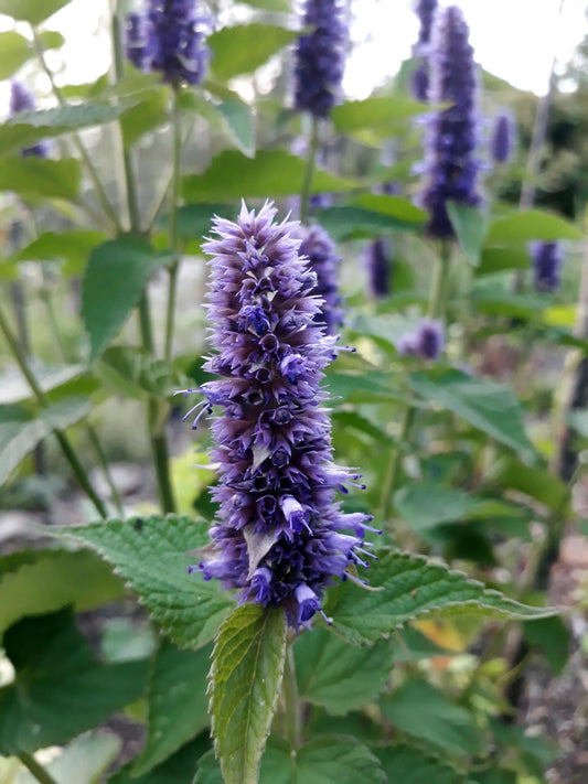 Anise Hyssop (Agastache foeniculum) 50 g.