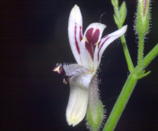 Andrographis - POUDRE - (Andrographis paniculata) 50gr.