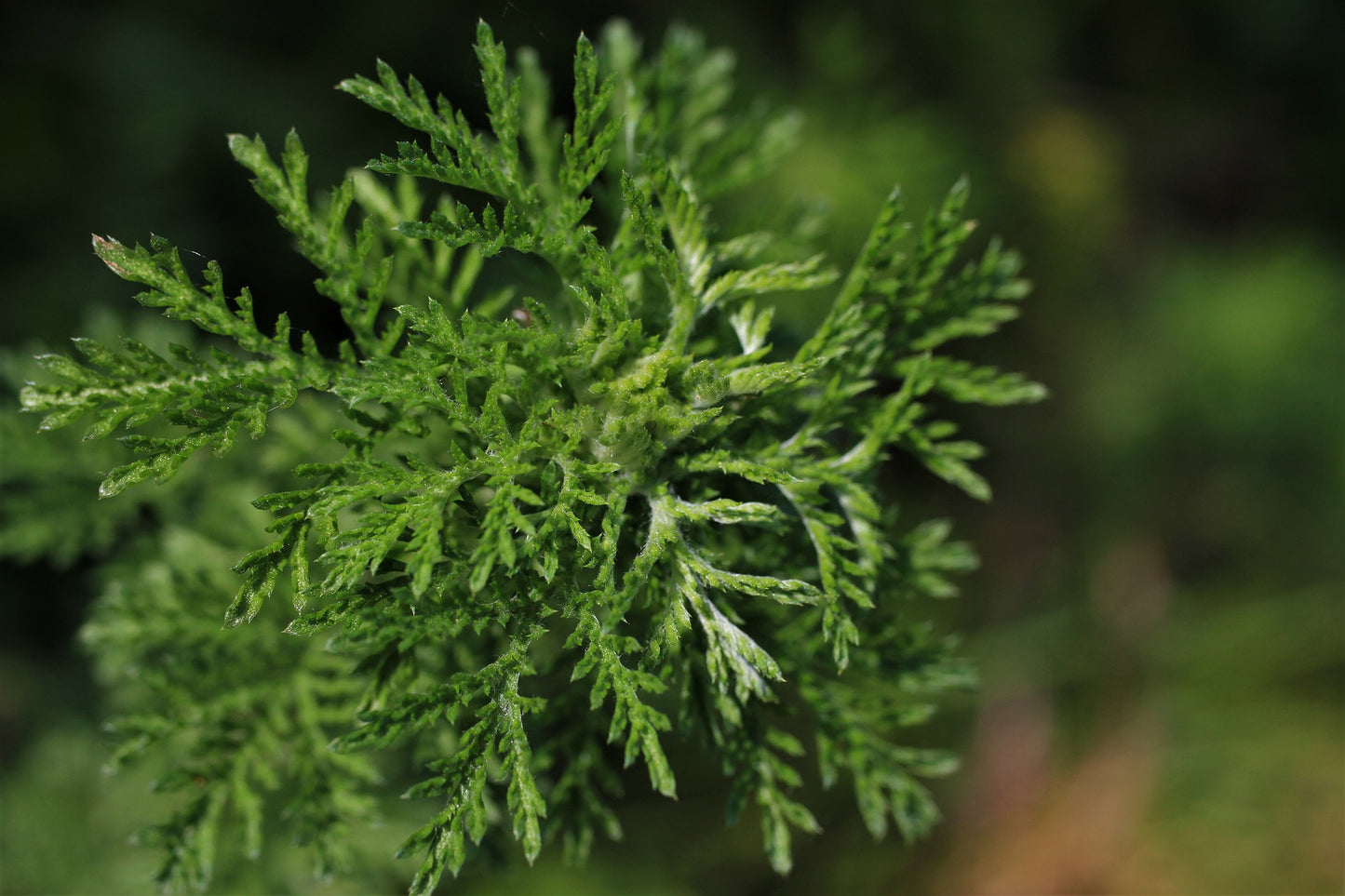 Armoise annuelle (Artemisia annua) 50 gr.