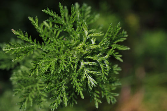 Sweet wormwood (Artemisia annua) 50g