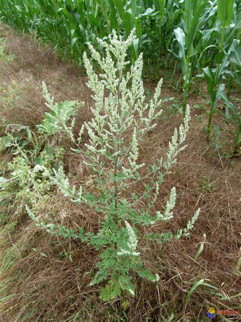 Common Mugwort Tincture (Artemisia vulgaris) 50 ml.
