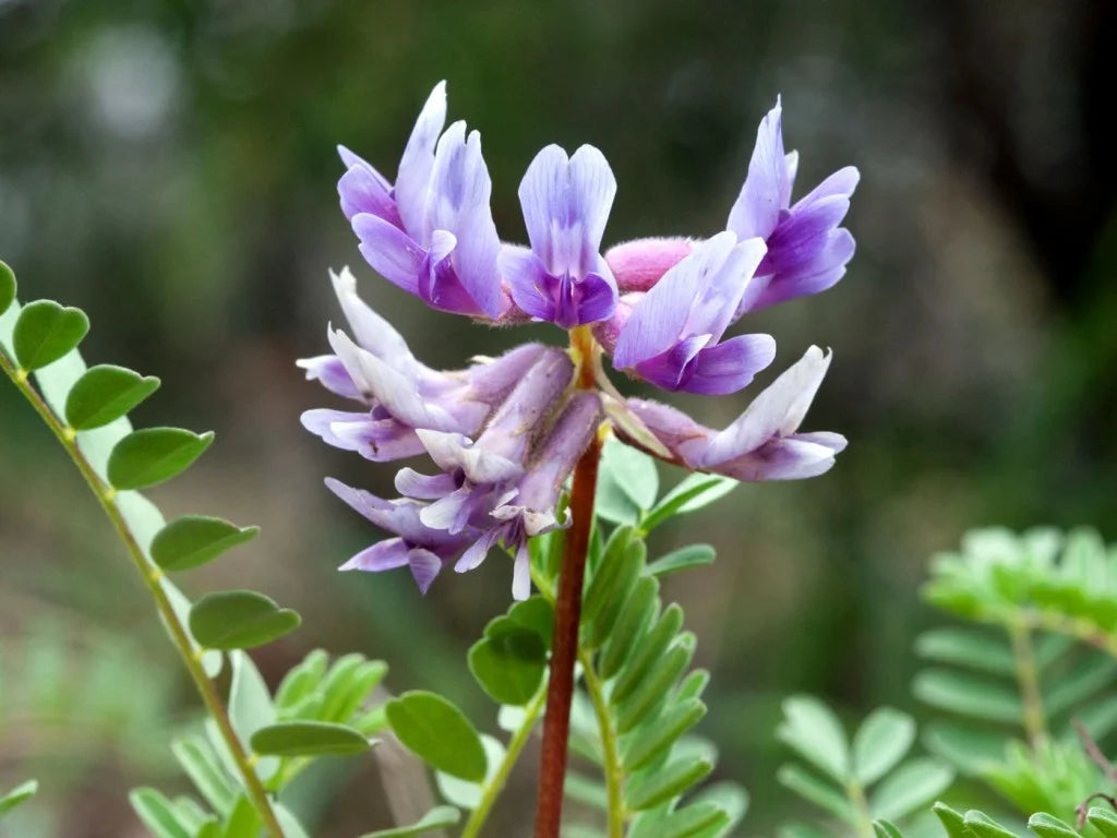 Astragalus, roots (Astragalus membranaceus) - roots 50 gr.