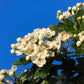 Hawthorn - Flowers &amp; Leaves (Craetagus laevigata) 50 gr.