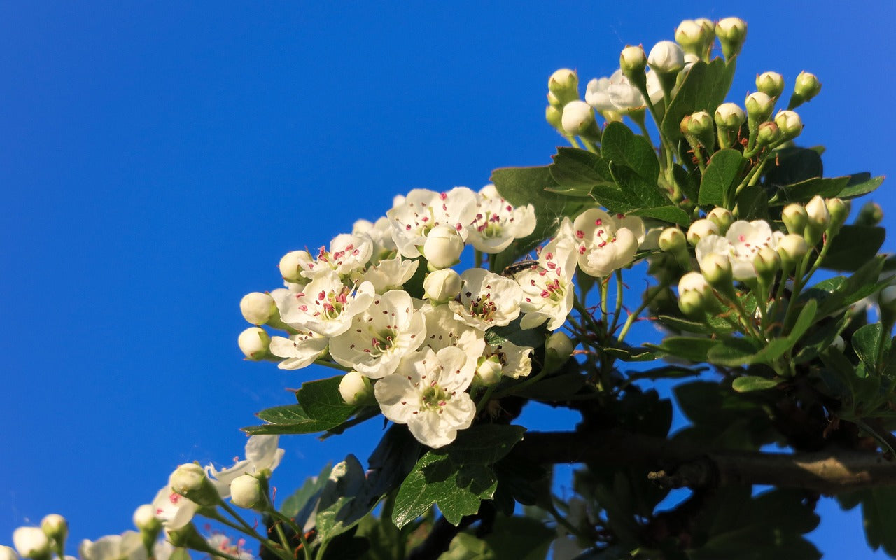 Hawthorn - Flowers &amp; Leaves (Craetagus laevigata) 50 gr.