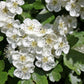 Hawthorn - Flowers &amp; Leaves (Craetagus laevigata) 50 gr.