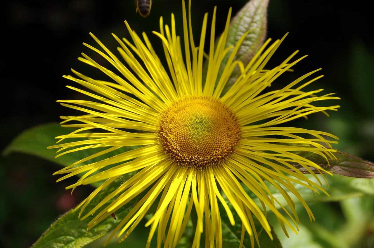 Elecampane - roots - (Inula helenium) 50 gr.