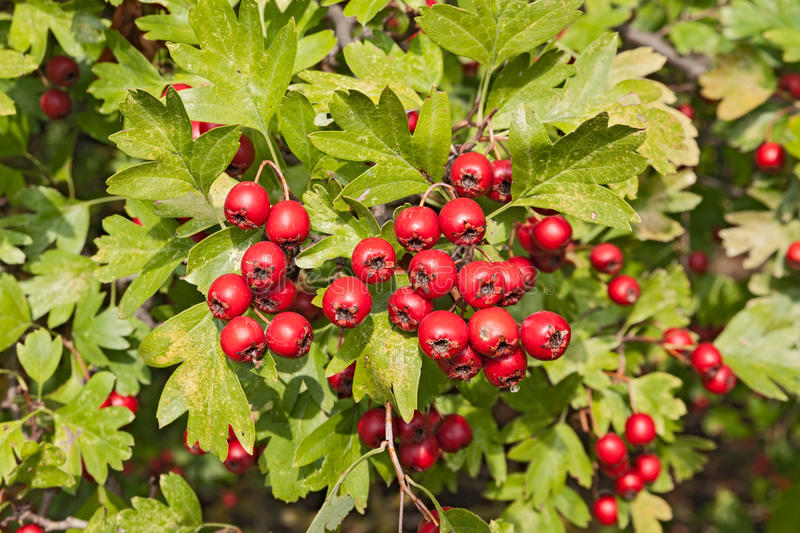 Hawthorn Tincture - BERRIES - 50 ml (crataegus laevigata)