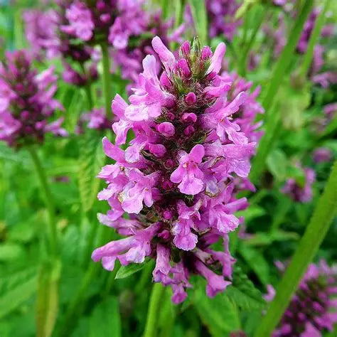 Betony Tincture (Betonica officinalis) 50 ml.