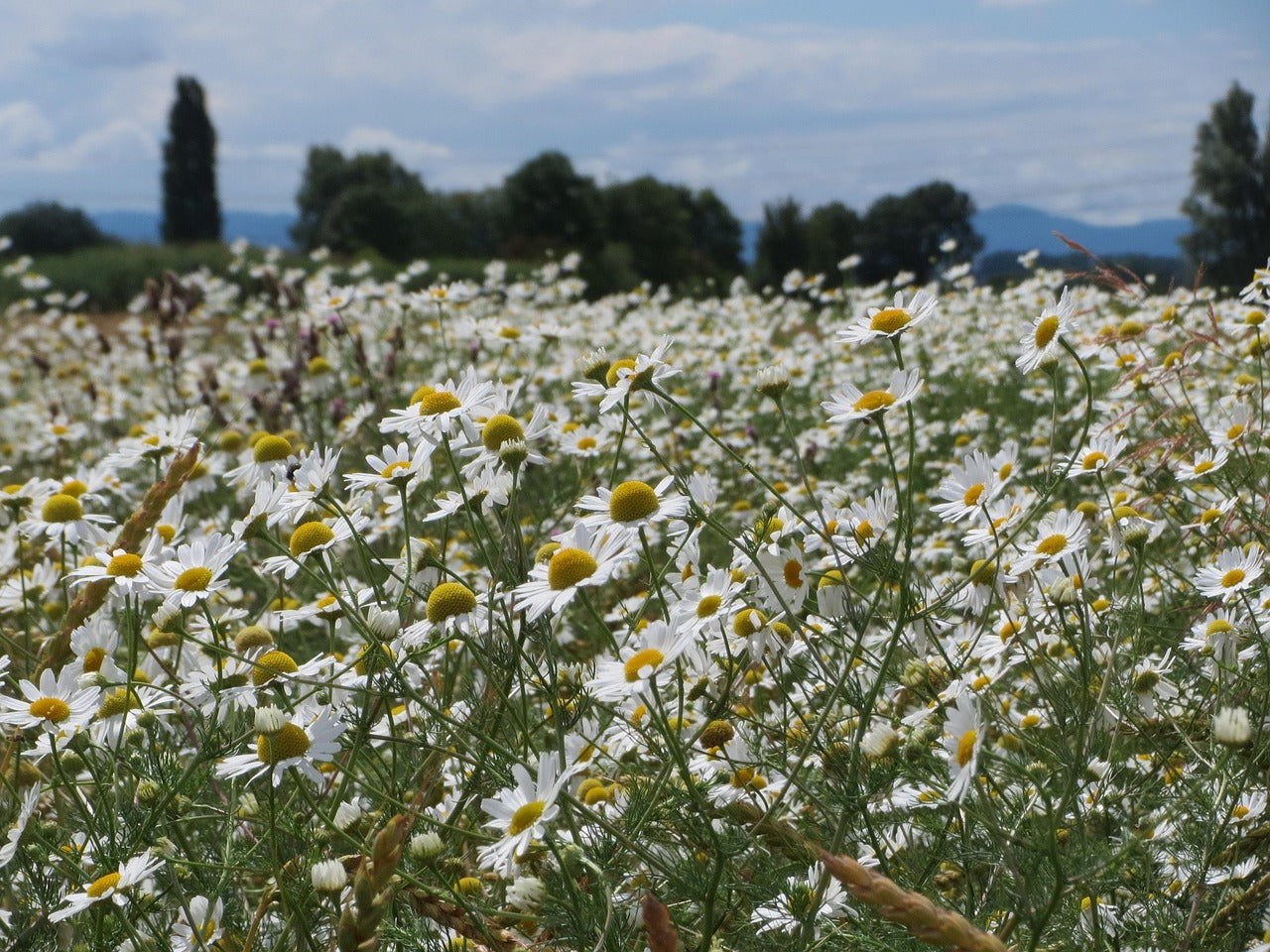 German chamomile (Matricaria recutita), 50gr.