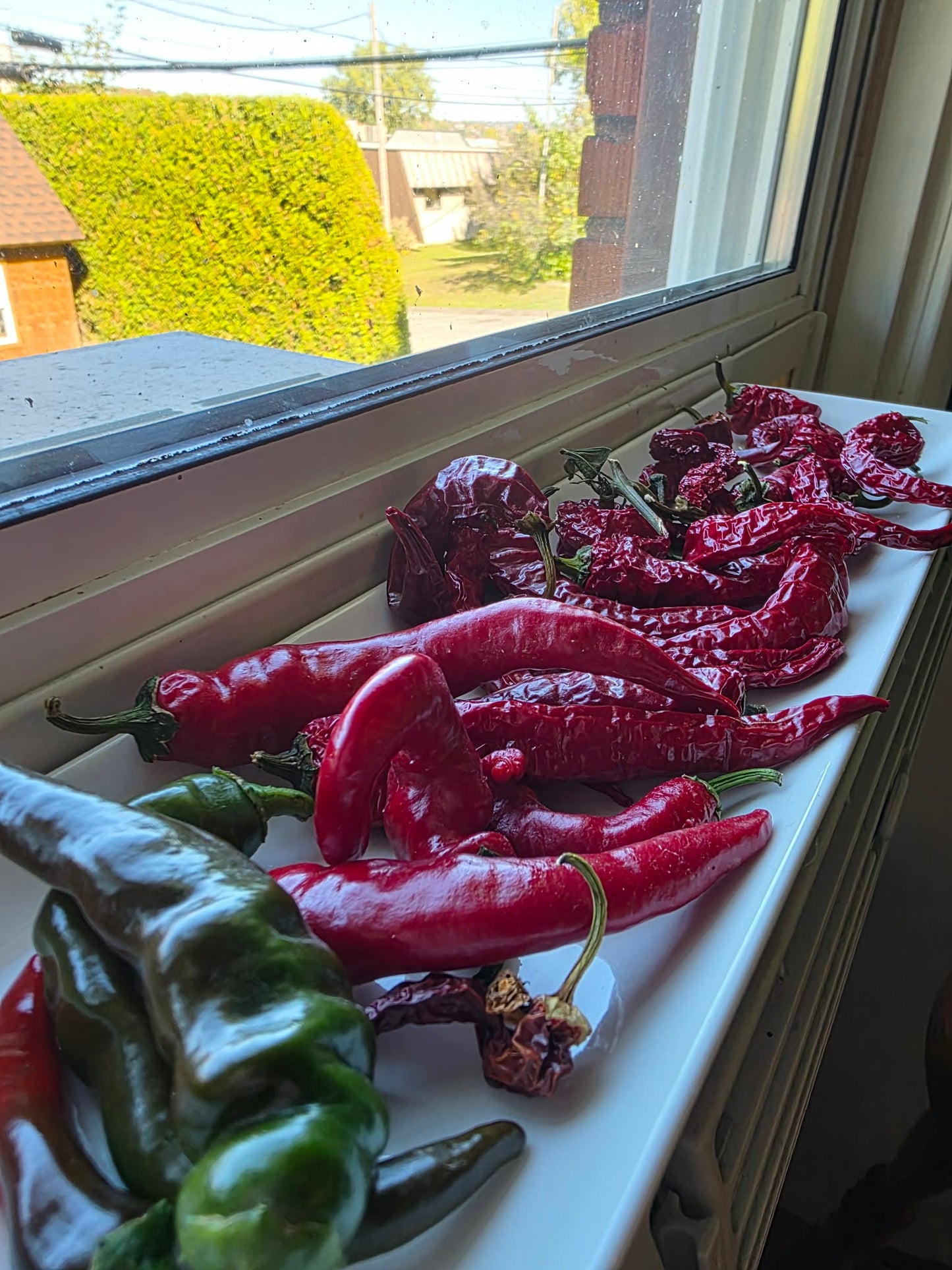 Chili - fruits flocons - (Capsicum annuum) 50 gr.