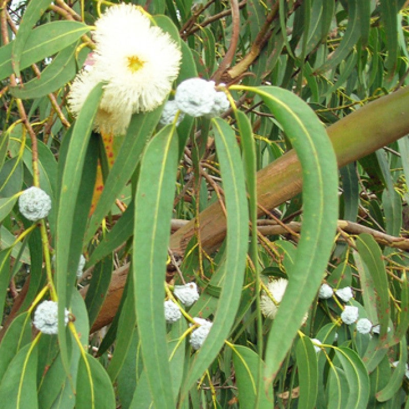 Eucalyptus - feuilles (Eucalyptus globulus) 50 gr.