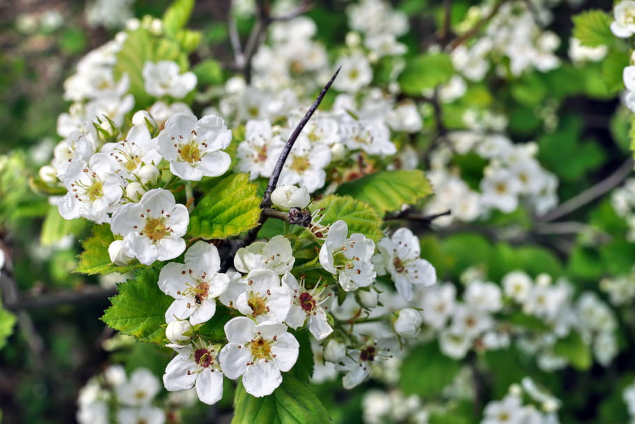 Hawthorn Tincture - FLOWERS - 50 ml (crataegus laevigata)