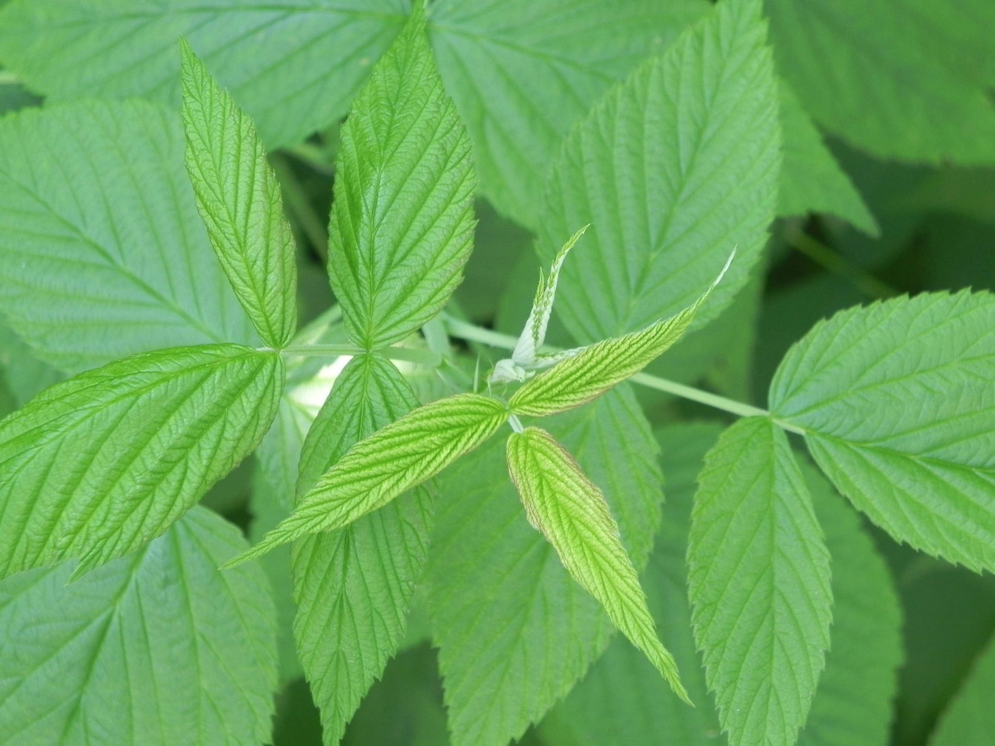 Framboisier - Feuilles -  (Rubus idaeus) 50 gr.